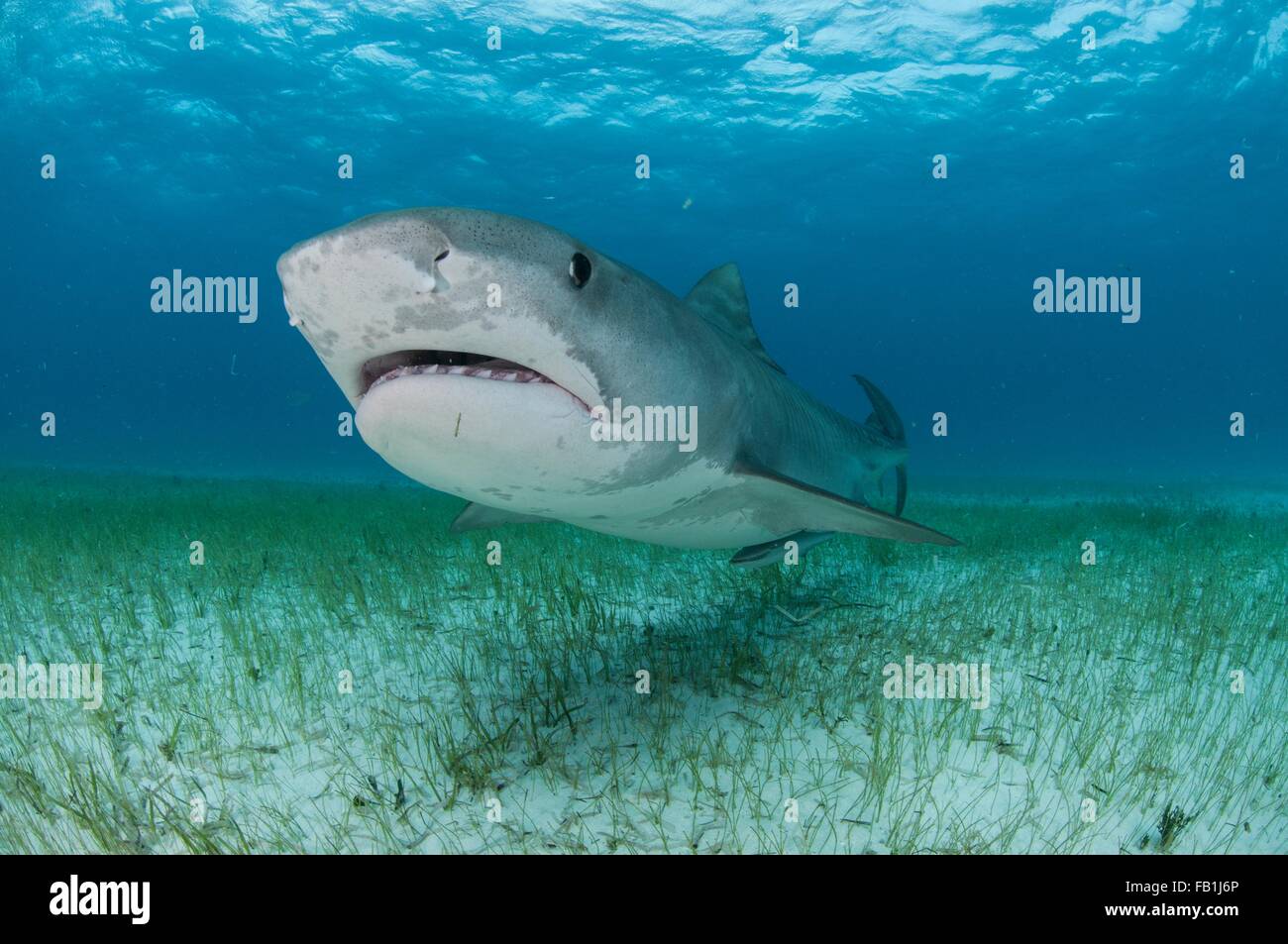 Low angle underwater view of tiger shark swimming near seagrass covered seabed, Tiger Beach, Bahamas Stock Photo