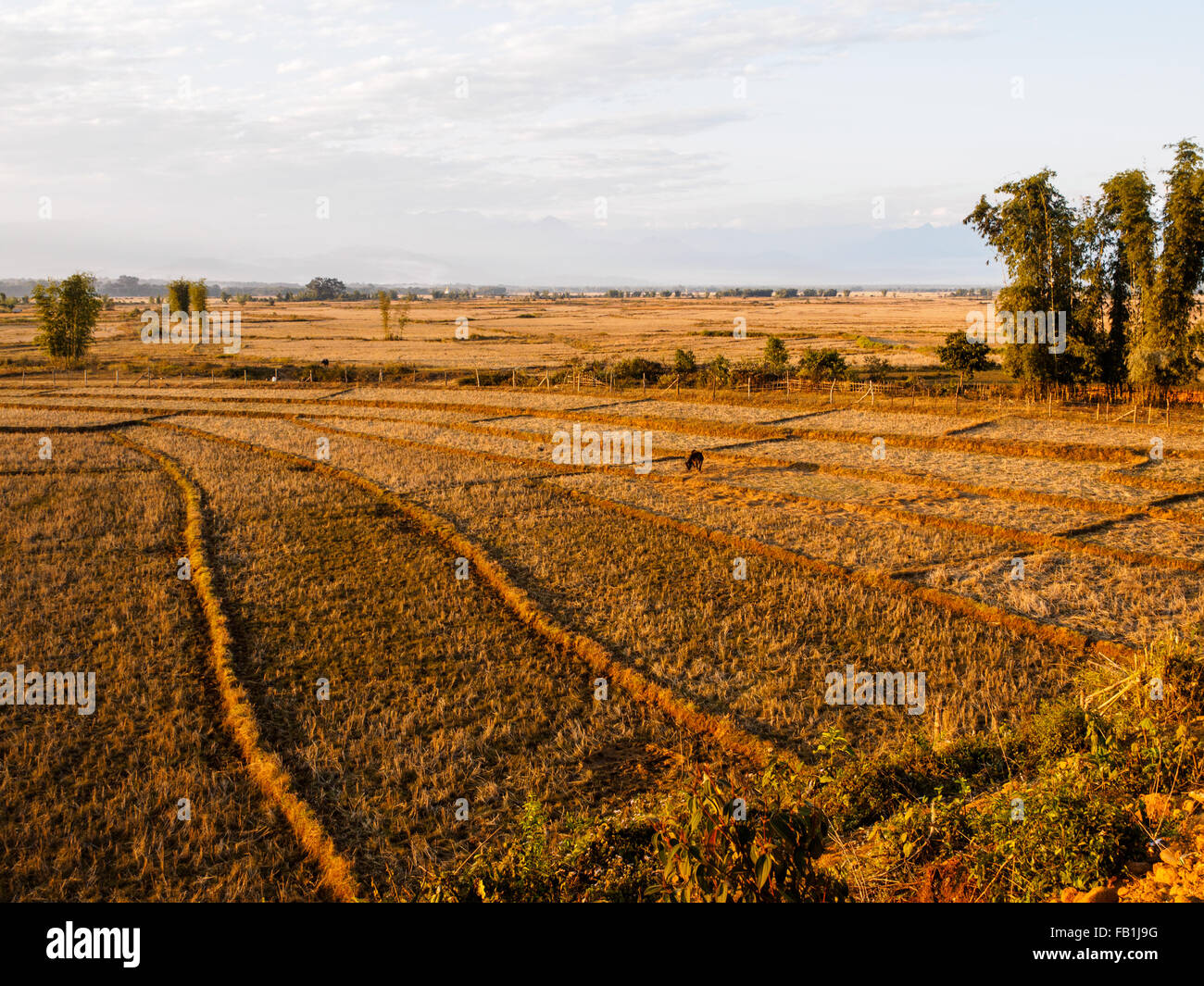 The paddy field after harvesting season in Putao Stock Photo