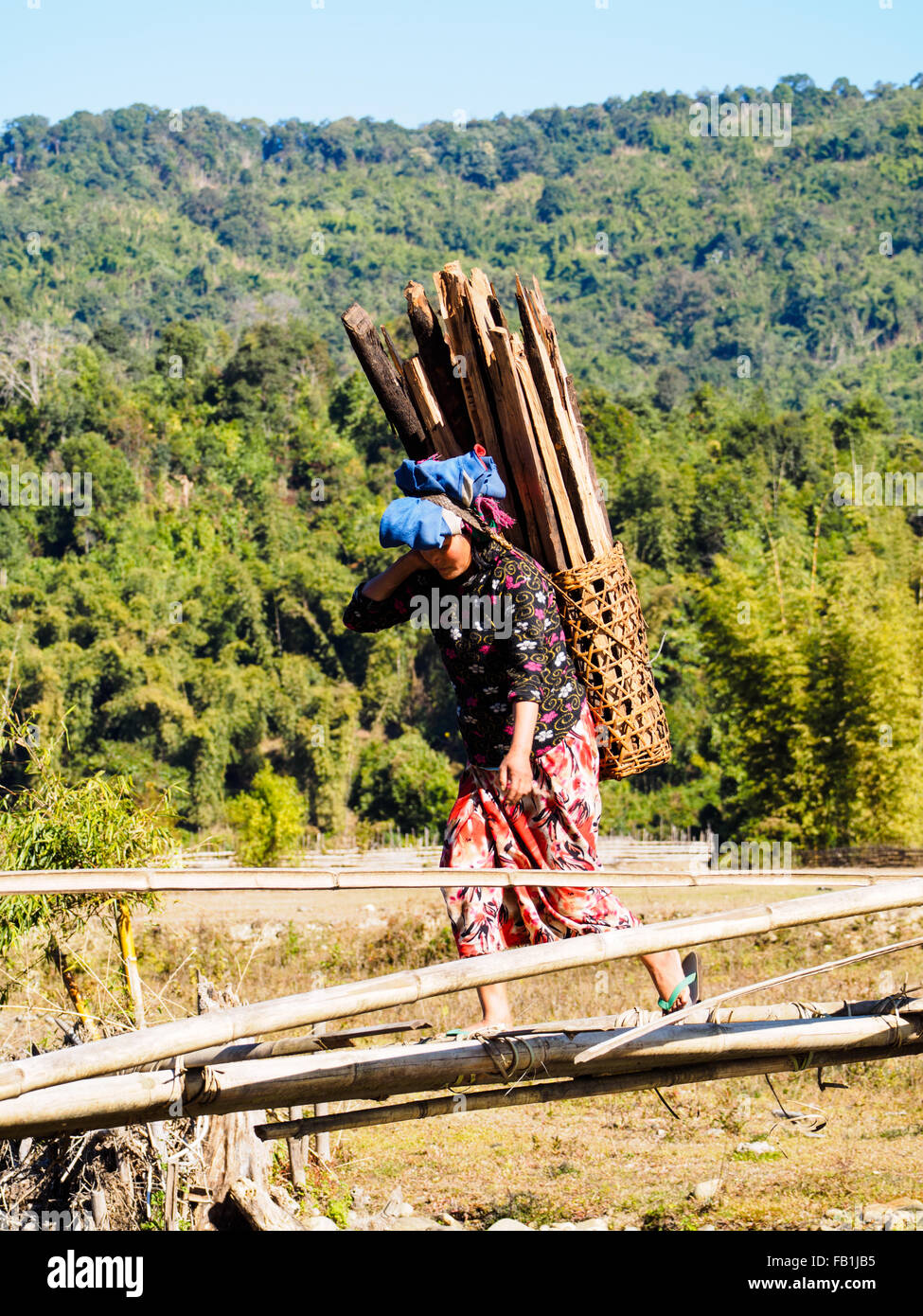 A Lisu woman carrying firewood collecting from nearby forest. Stock Photo