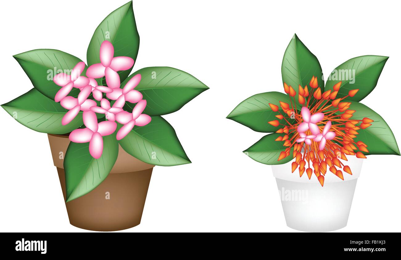 Beautiful Flower, Illustration of Two Fresh Pink and Red Ixora Flowers on Green Leaves in Terracotta Flower Pots for Garden Deco Stock Vector