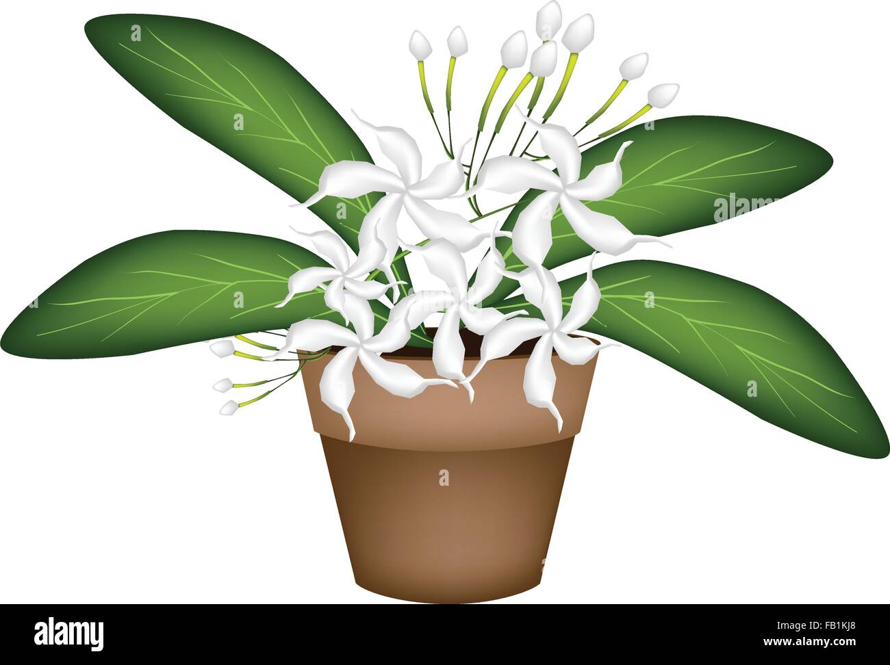 Beautiful Flower, Illustration of Lovely White Common Gardenias or Cape Jasmine Flowers in Terracotta Flower Pot for Garden Deco Stock Vector