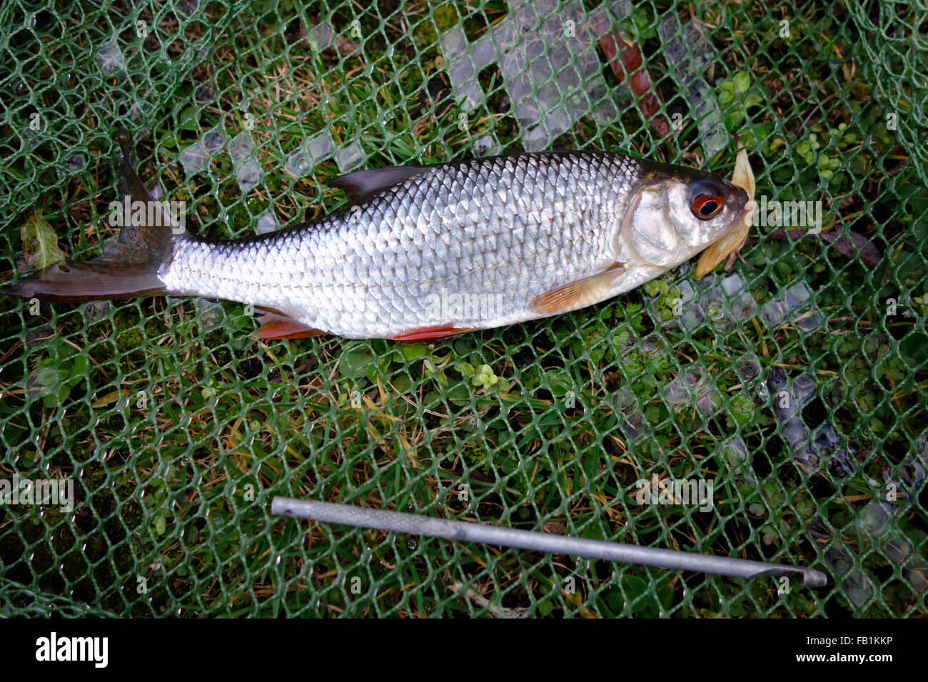 Common roach (Rutilus rutilus) caught on the Norfolk Broads Stock Photo