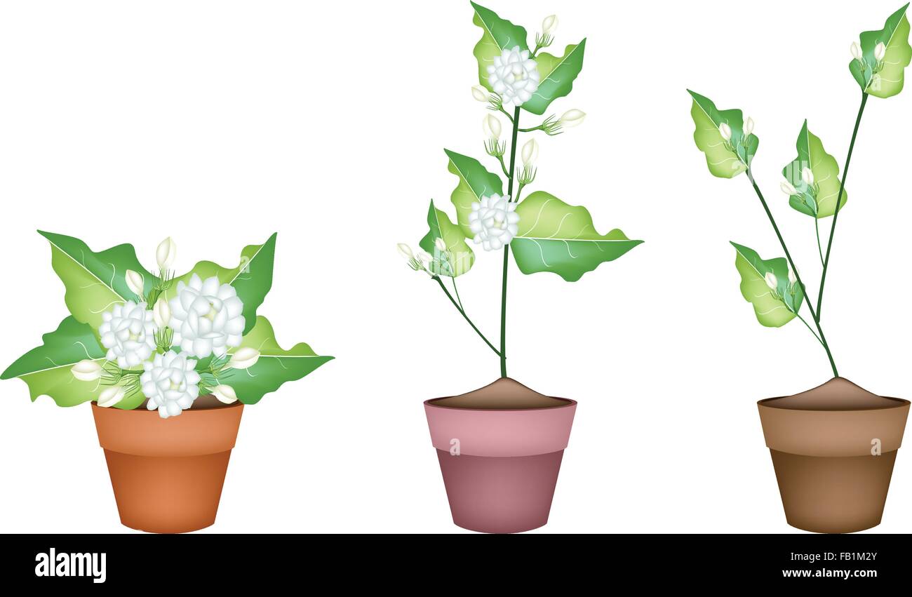 potted-jasmine-plant-stock-vector-images-alamy
