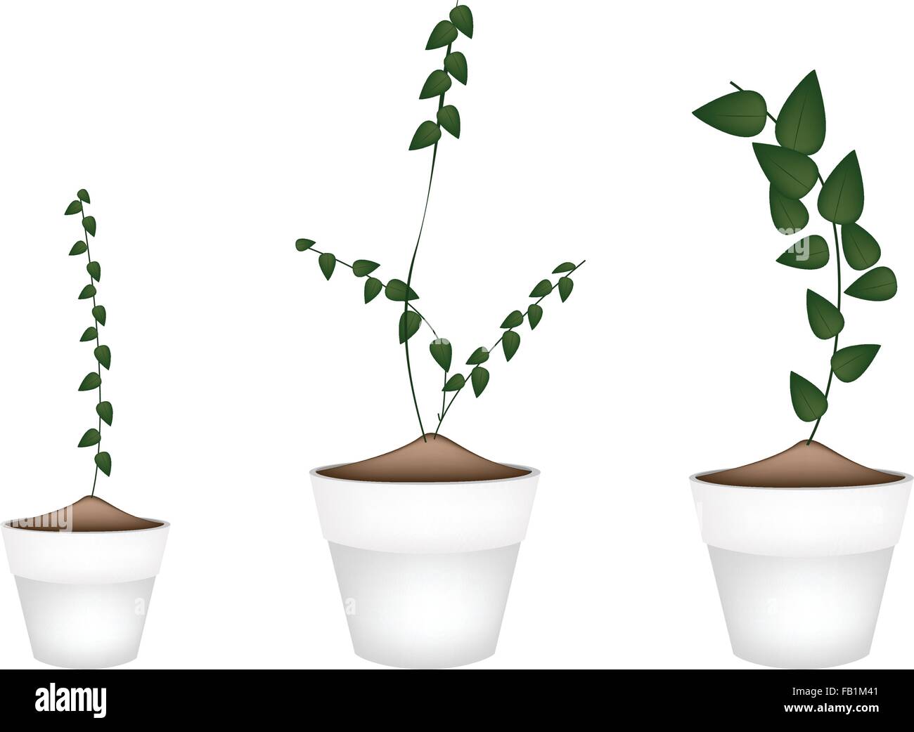Ecological Concept, Illustration Collection of Ficus Pumila or Green Leaf Creeper Wall Plant in Terracotta Flower Pots for Garde Stock Vector