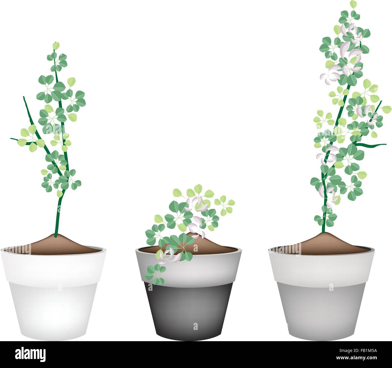 Ecological Concept, Green Manila Tamarind or Pithecellobium Dulce Benth Tree with Green Leaves in Ceramic Flower Pots for Garden Stock Vector