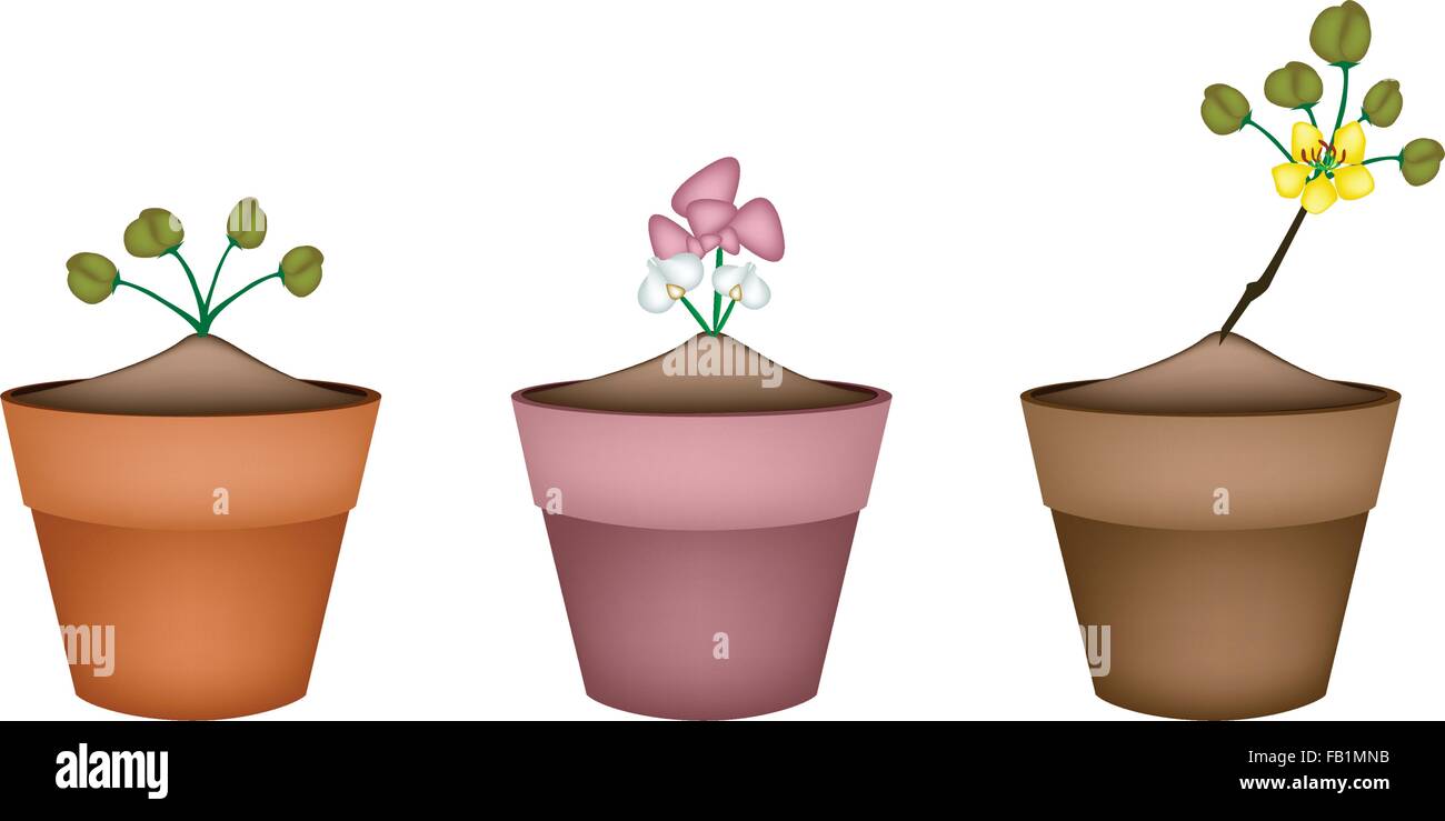 Illustration of Beautiful Pink and Yellow Blossom in Three Terracotta Flower Pots for Garden Decoration. Stock Vector
