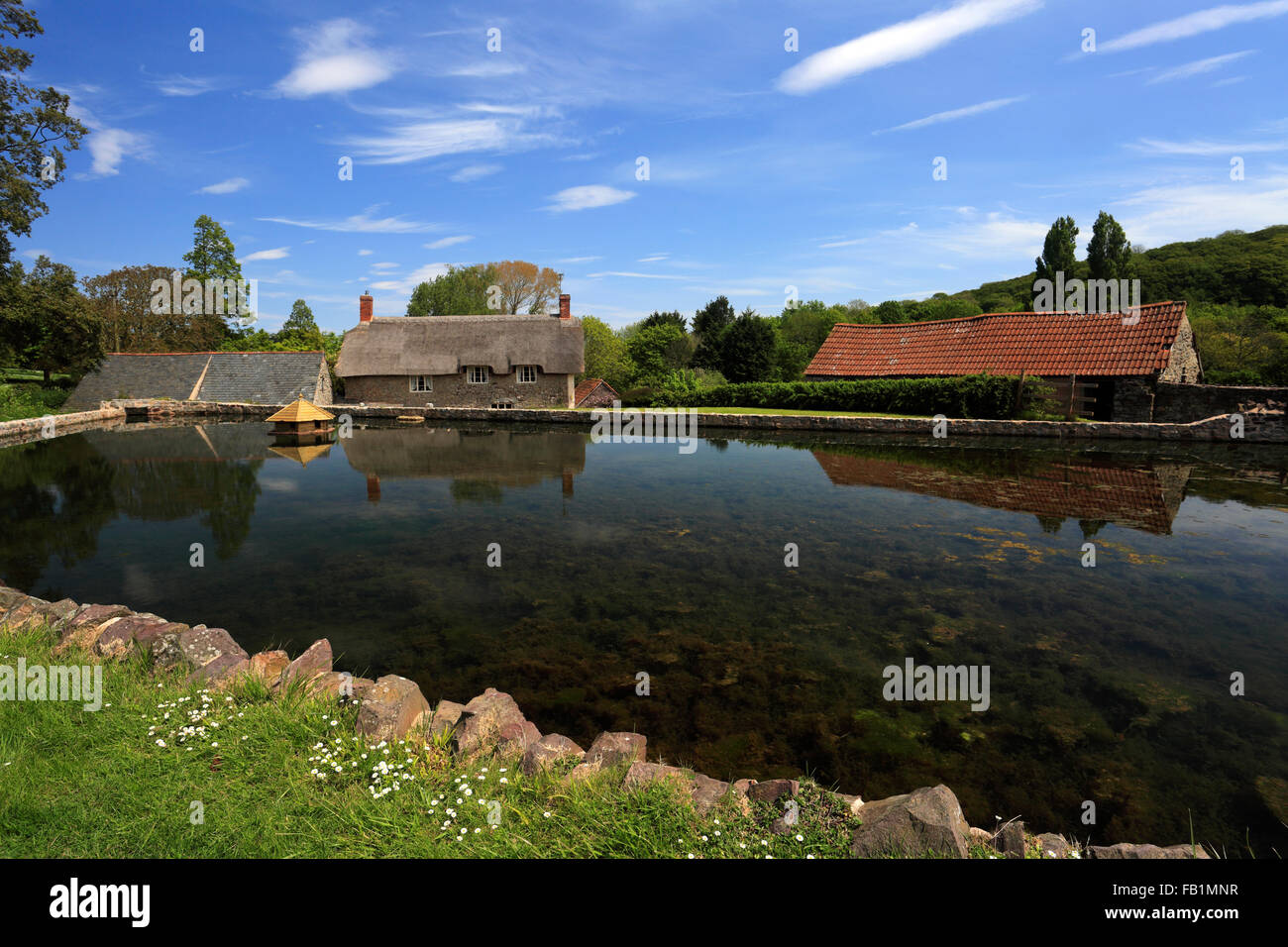 Summer, village pond at East Quantoxhead village, Somerset, England