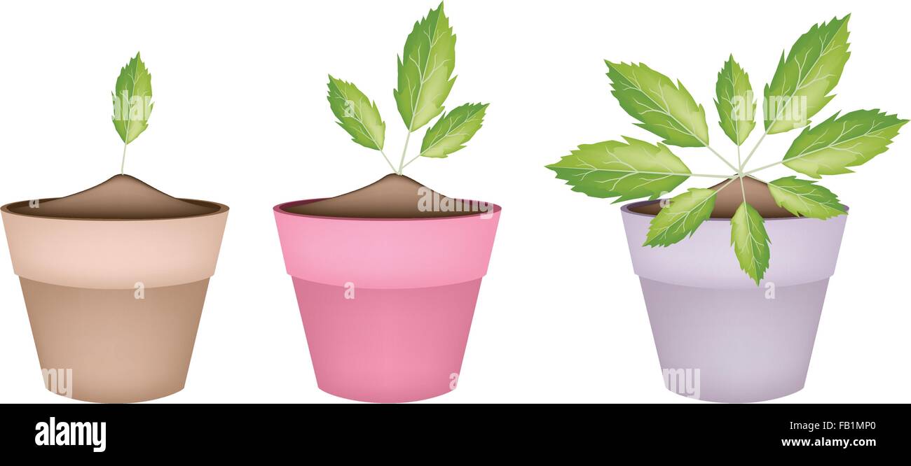 Vegetable and Herb, Illustration of Fresh Paracress Plant in Terracotta