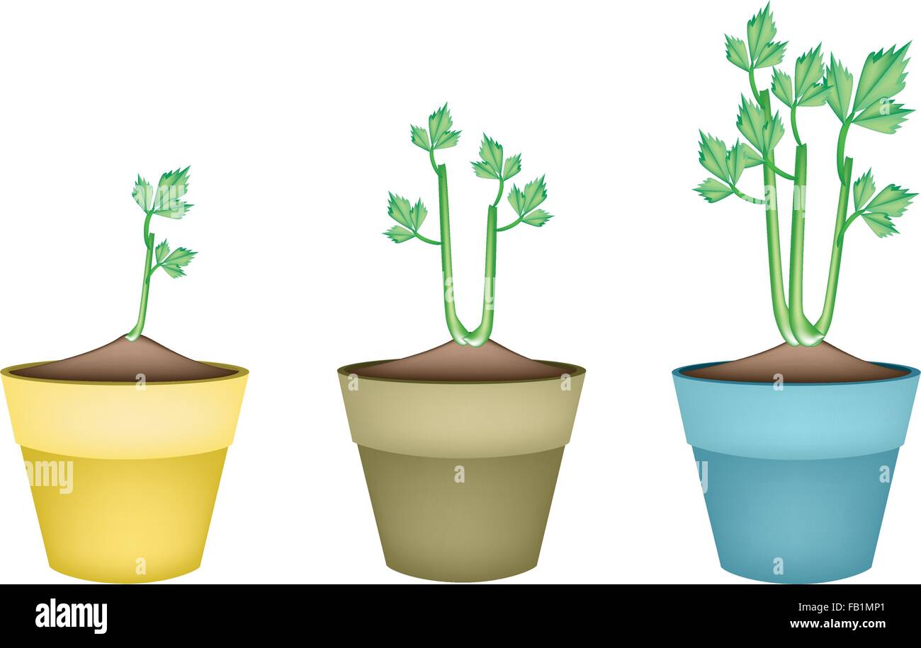 Vegetable and Herb, Illustration Celery Plant in Terracotta Flower Pots