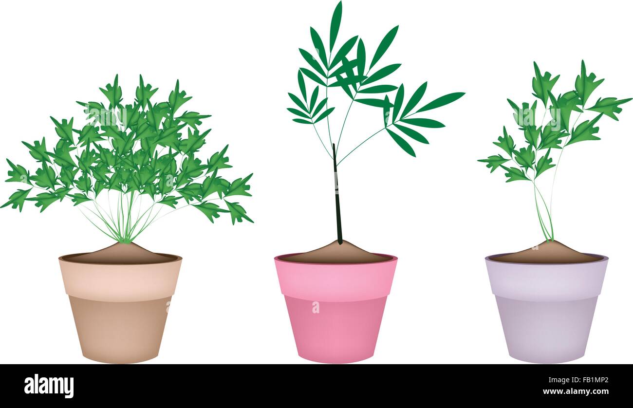 Vegetable and Herb, Illustration of Fresh Parsley or Parsnip in