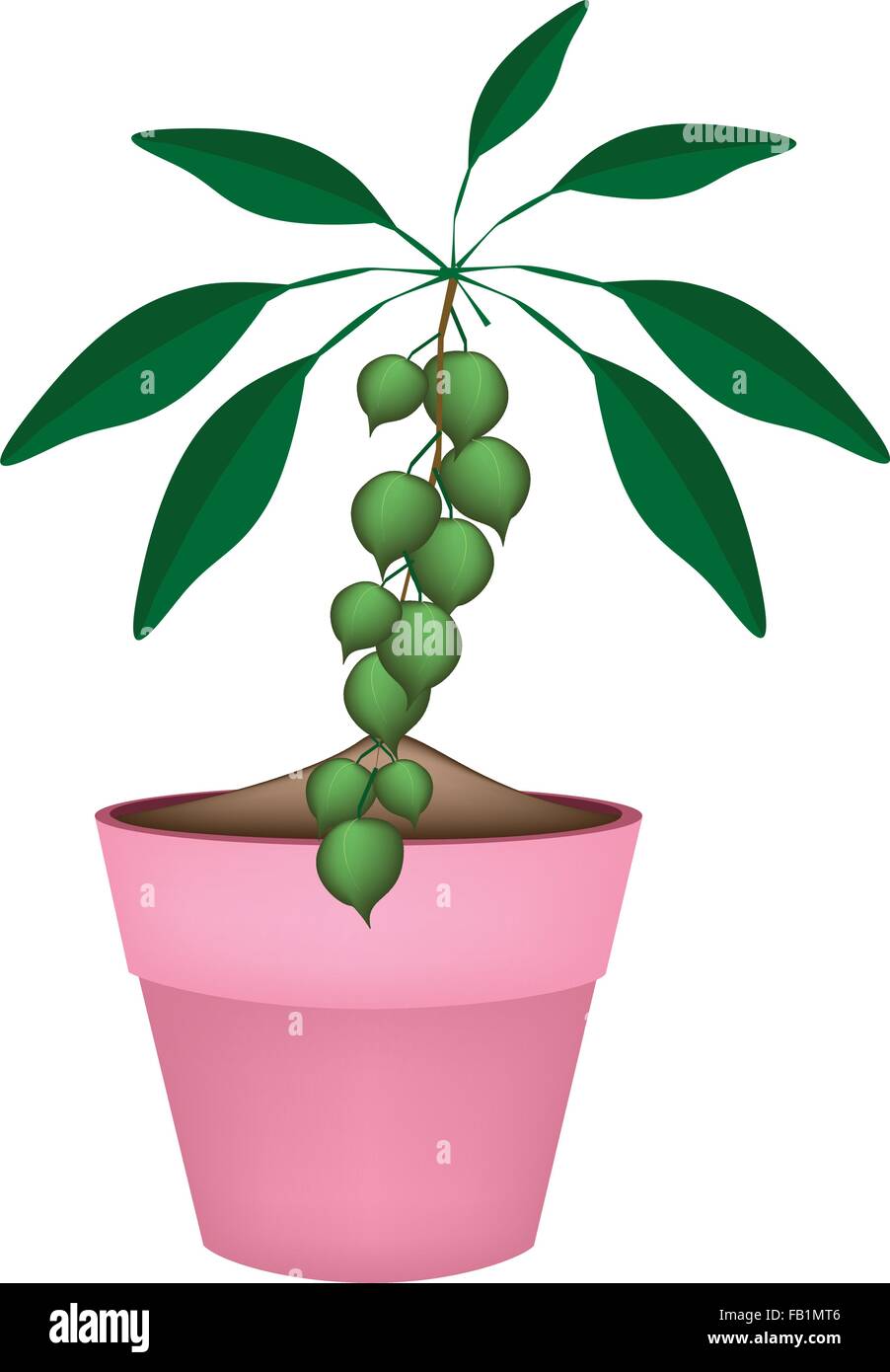 Australian tree in pot Stock Vector Images Alamy