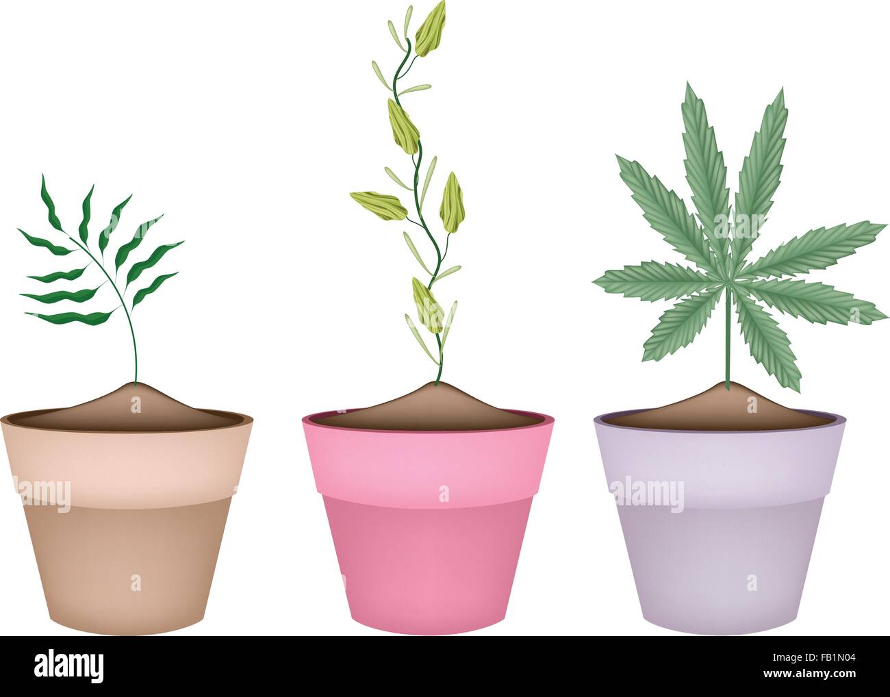 Illustration of Thee Herbal Plant, Shampoo Ginger, Cardamom and Cannabis or Marijuana in Terracotta Flower Pots for Garden Decor Stock Vector