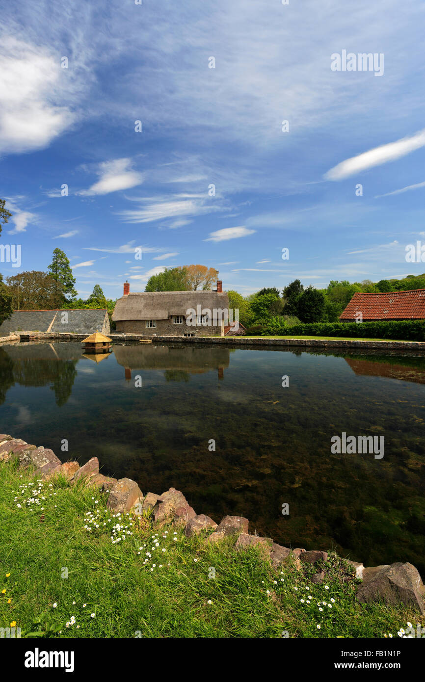 Summer, village pond at East Quantoxhead village, Somerset, England. Stock Photo