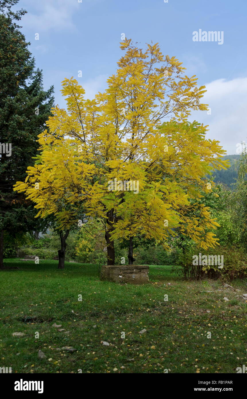 Color trees in autumn, Pancharevo, Bulgaria Stock Photo