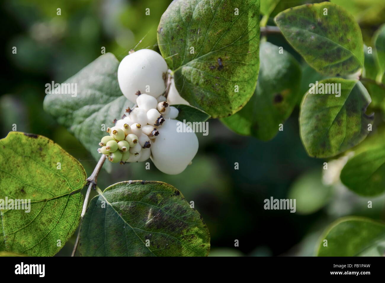 Snowberry albus shrub in park, Pancharevo, Bulgaria Stock Photo