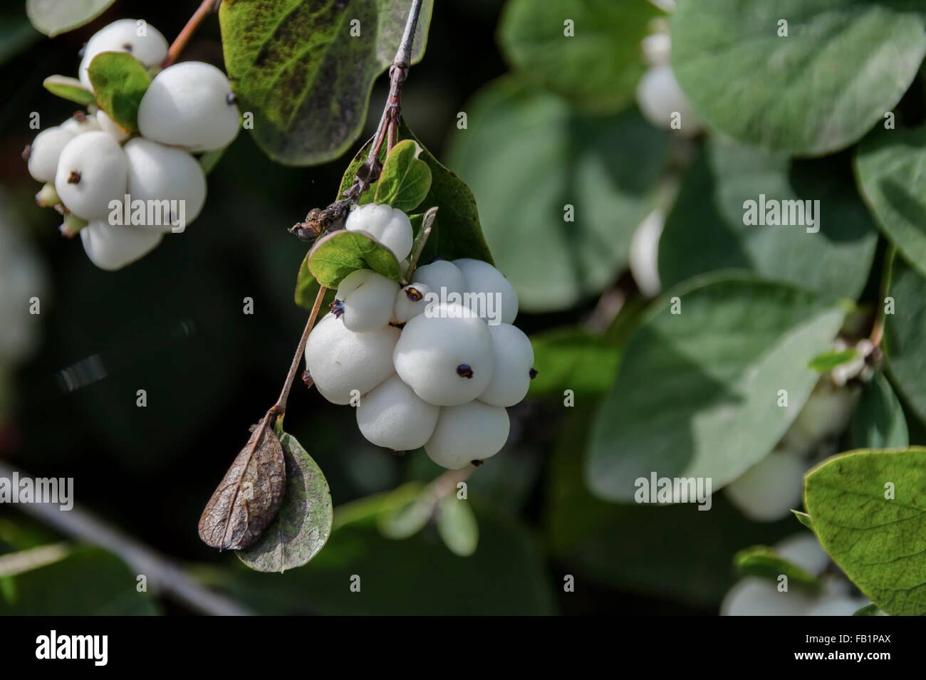 Snowberry albus shrub in park, Pancharevo, Bulgaria Stock Photo
