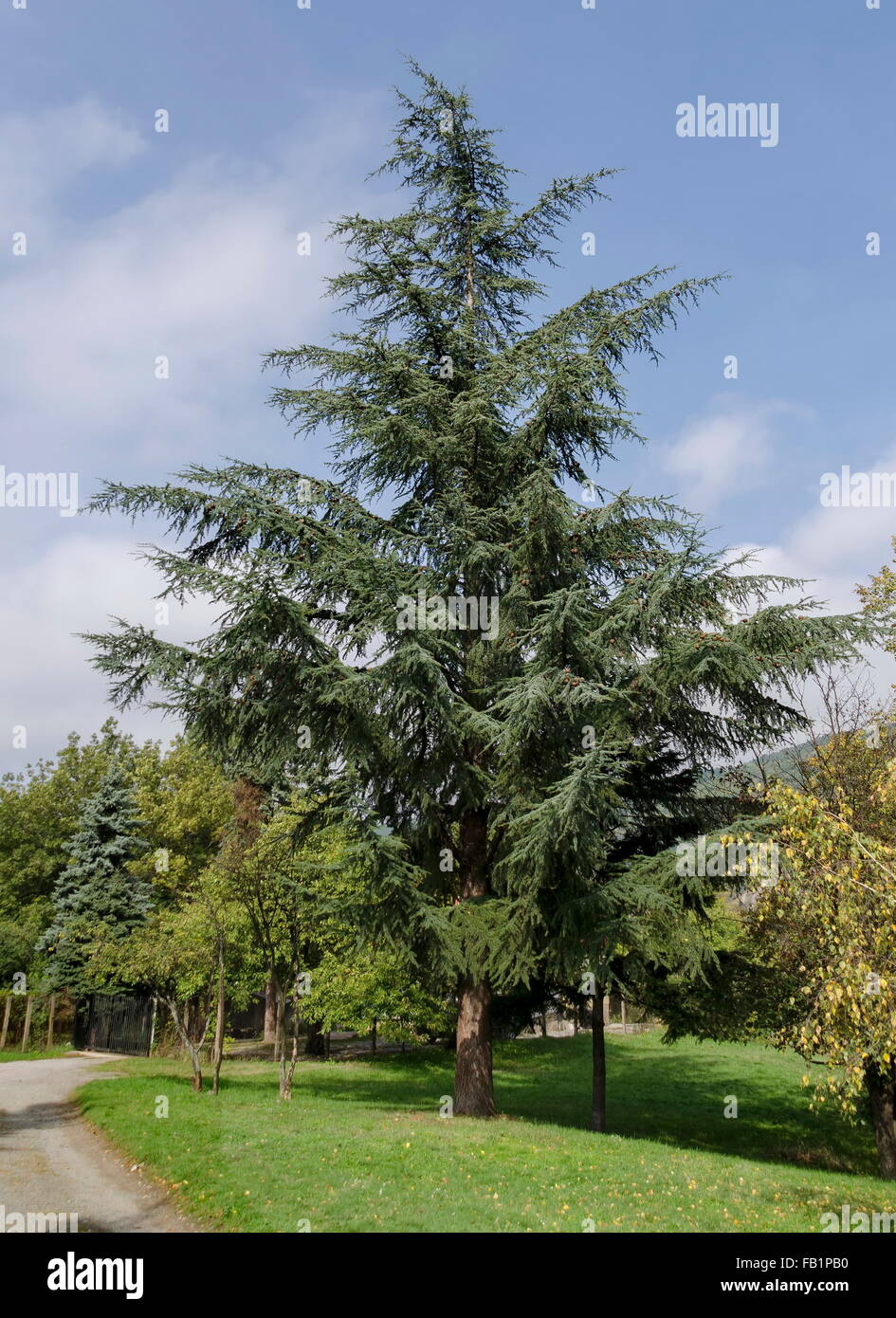 Unknown conifer tree in Pancharevo park, Bulgaria Stock Photo
