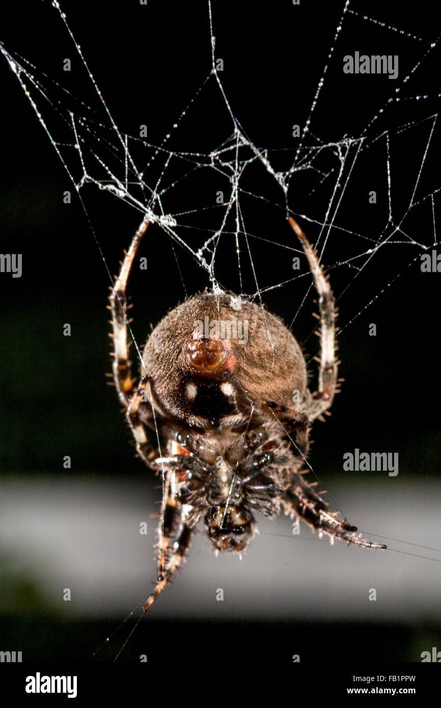 A Brown widow spider or Latrodectus geometricus hangs from a web in Laguna Niguel, CA. The Brown Widow is one of the widow spiders in the genus Latrodectus.  Kingdom: Animalia  Phylum: Arthropoda  Class: Arachnida  Order: Araneae  Suborder: Araneomorphae Stock Photo