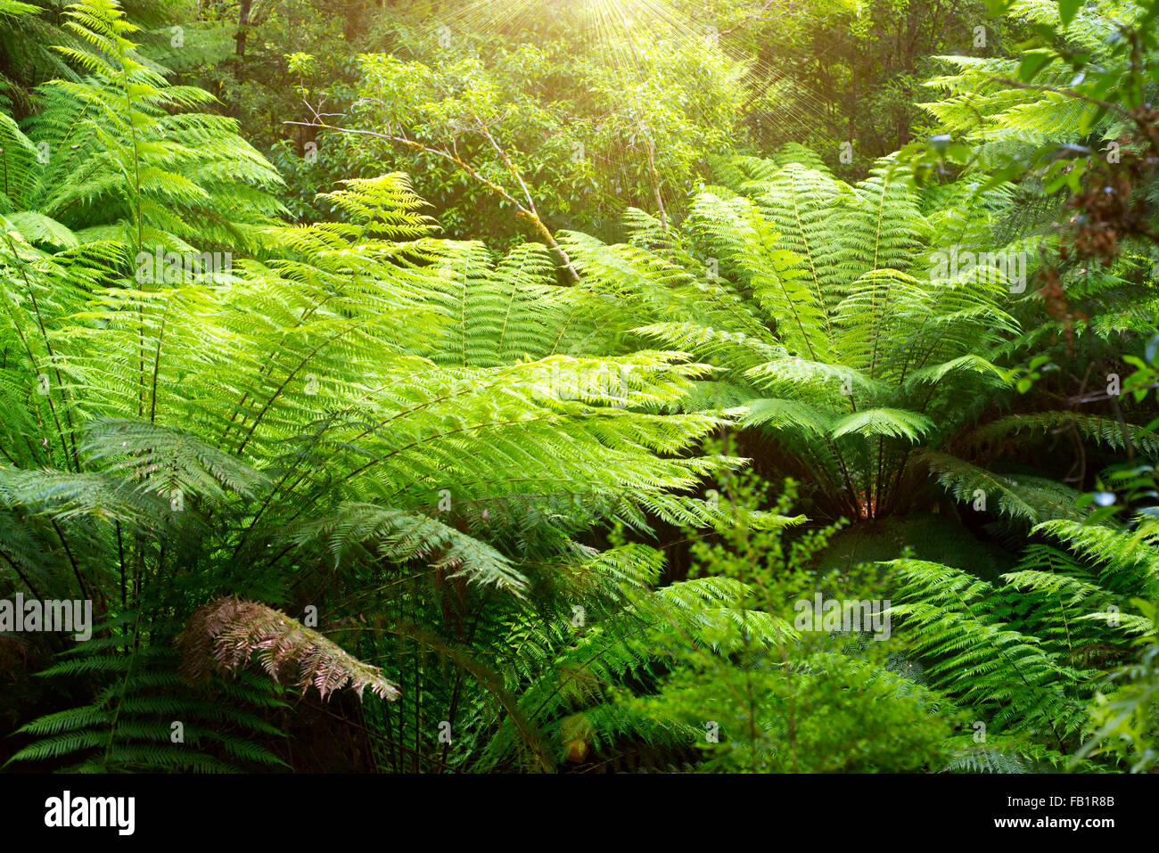 A beautiful photo of australian rainforest, Cape Otway. Stock Photo