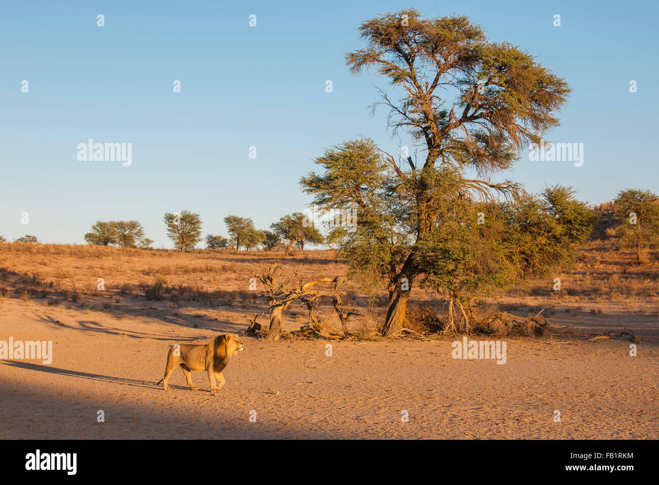 Lion (Panthera leo) crossing a dry riverbed, the Kgalagadi Transfrontier Park, Northern Cape, South Africa Stock Photo