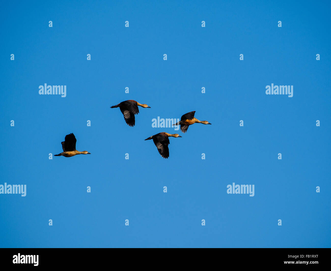 Ruddy Shelduck flying over Indawgyi Lake Stock Photo