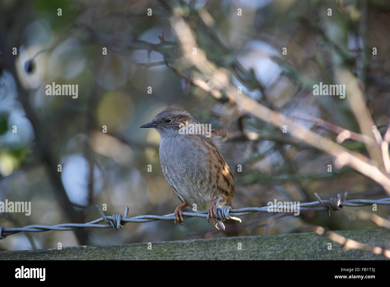 Dunnock,Prunella modularis,sitting on a barbwire strand of a post and rail fence,winter,hawthorne hedge behind Stock Photo