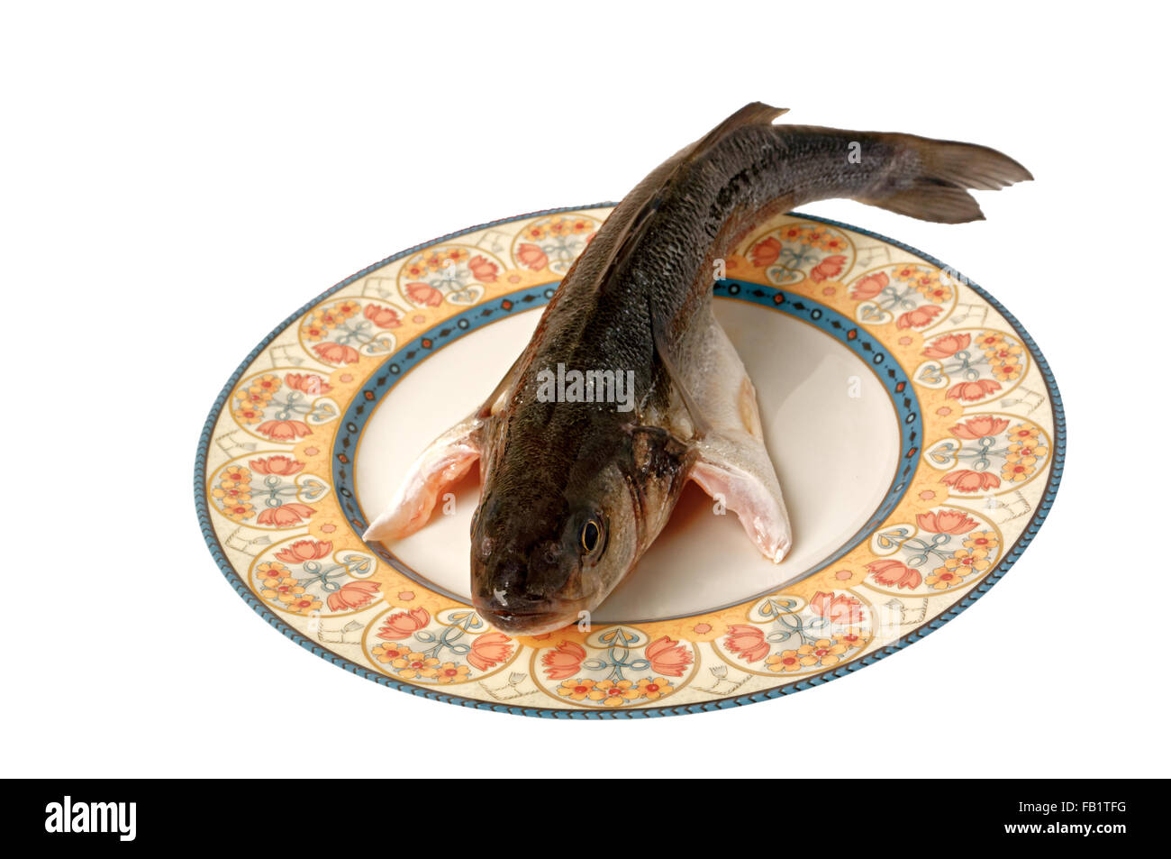 Gourmet sea fish spigola seabass Stock Photo