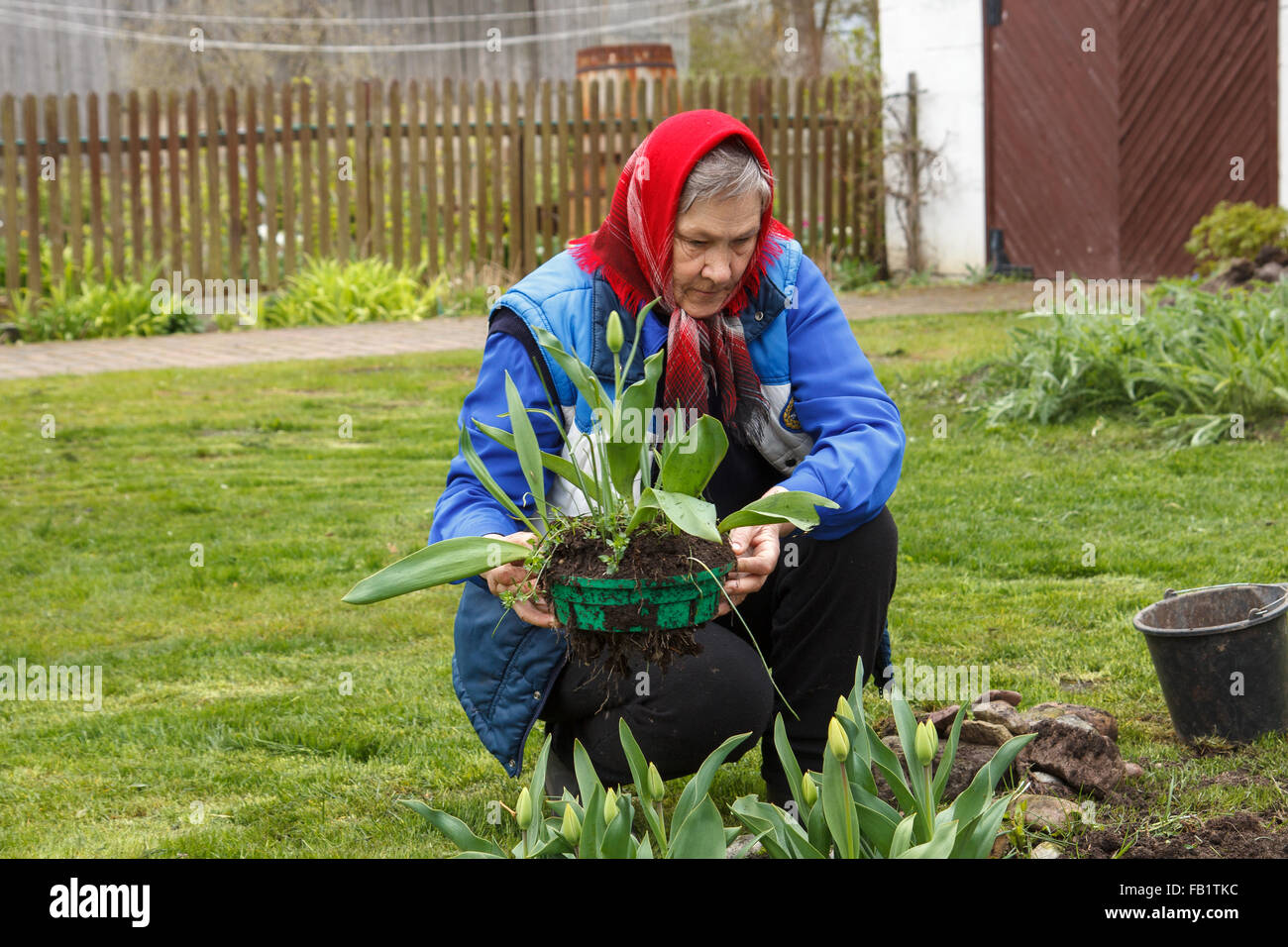 Old lady gardening Stock Photo