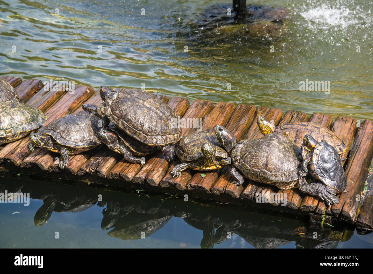 Terrapins hi-res stock photography and images - Alamy