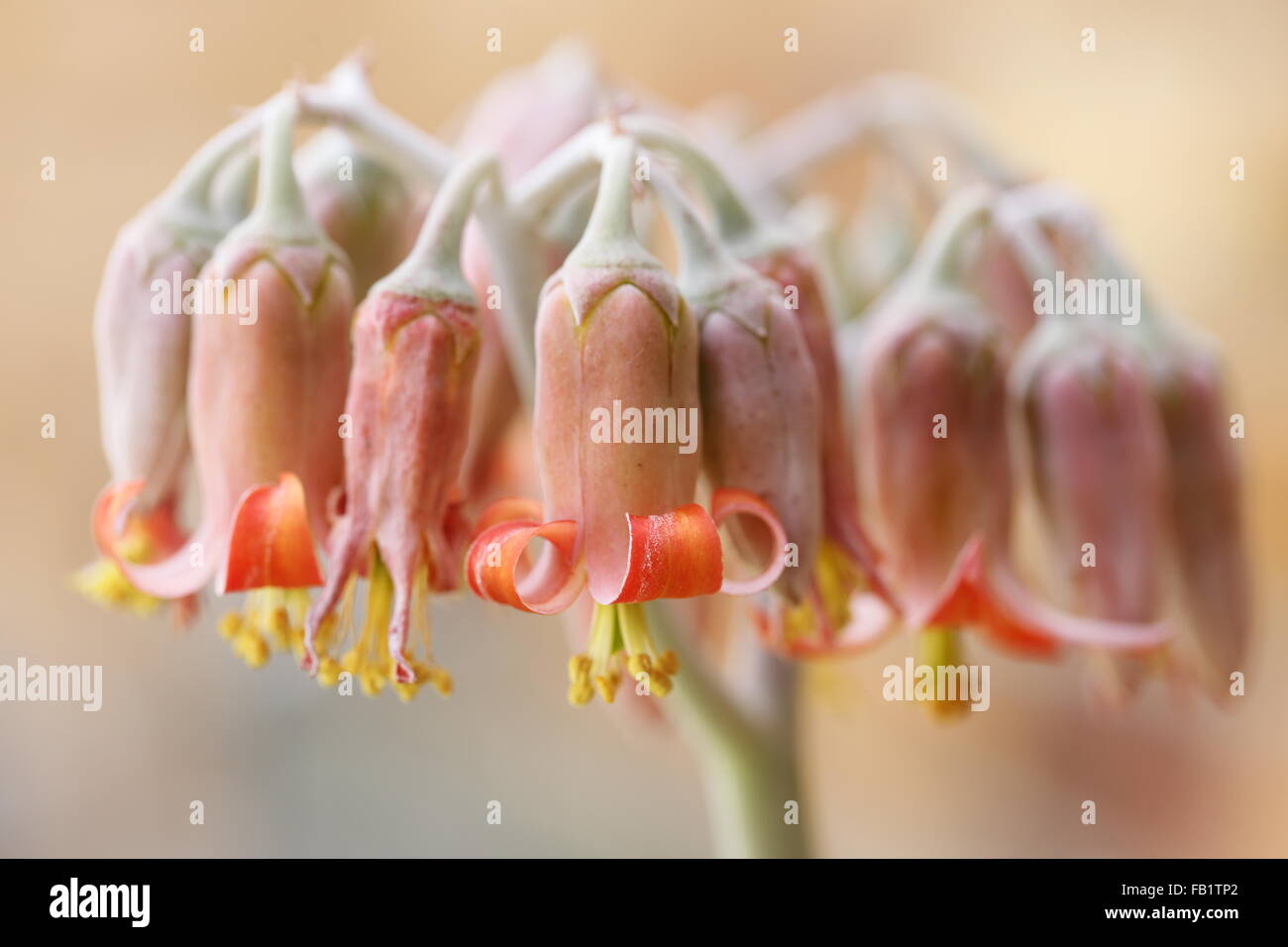 Flowers of cotyledon orbiculata (pig's ear) Stock Photo