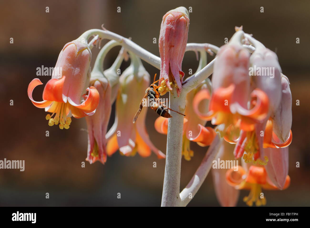 Flowers of cotyledon orbiculata (pig's ear) being pollinated by a wasp
