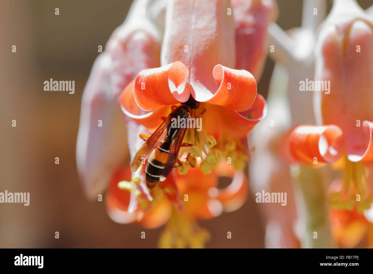 Flowers of cotyledon orbiculata (pig's ear) being pollinated by a wasp