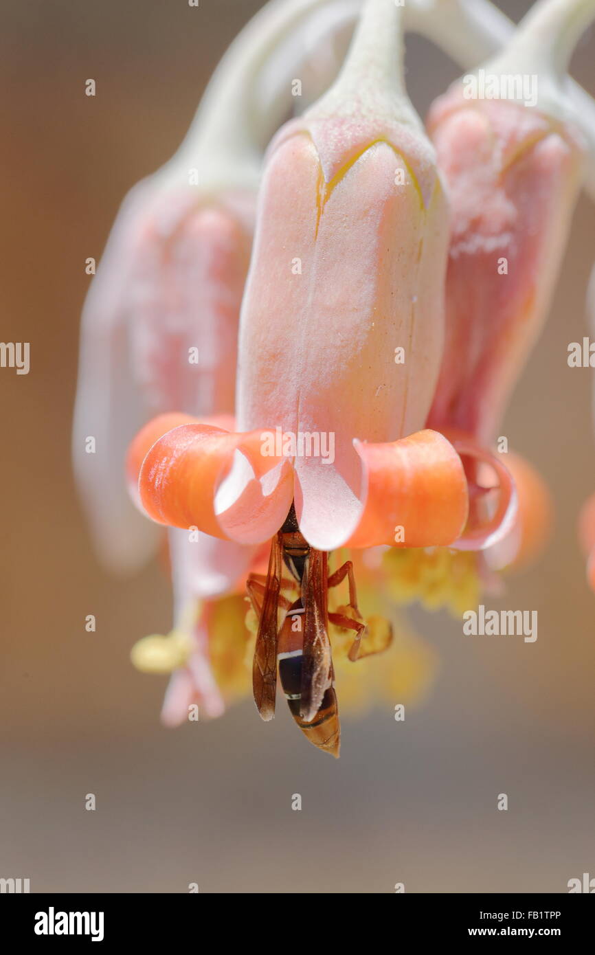 Flowers of cotyledon orbiculata (pig's ear) being pollinated by a wasp