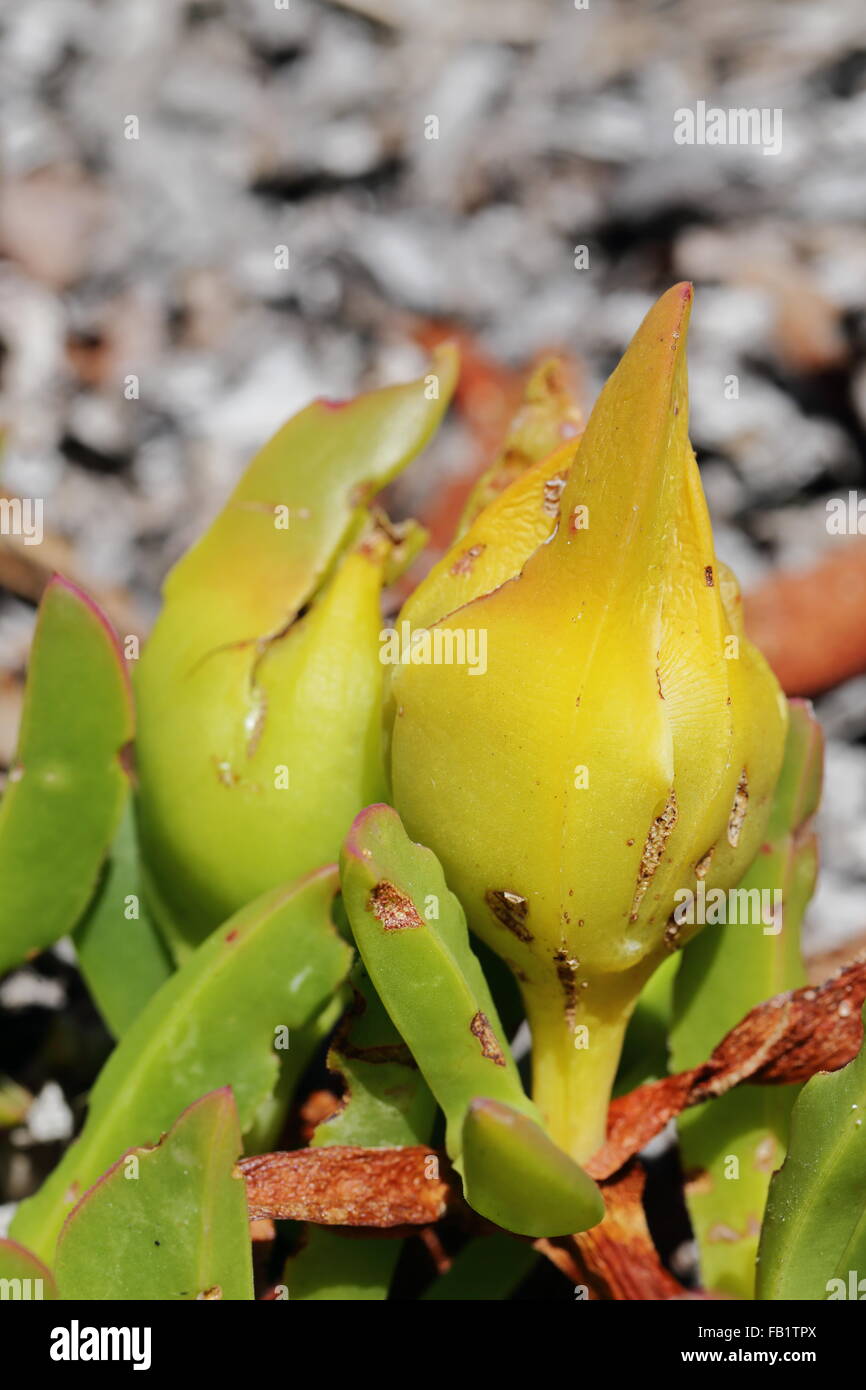Sour fig fruit (carpobrotus edulis Stock Photo - Alamy