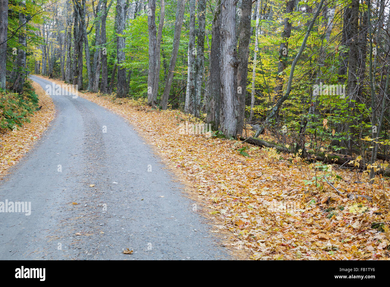 Leaf drop along Long Pond Road (old North and South Road) in Benton