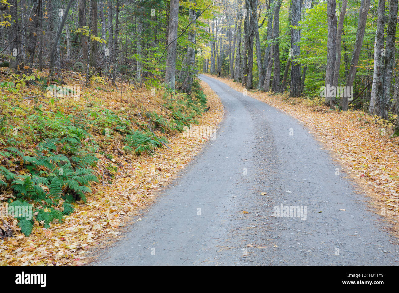 Leaf drop along Long Pond Road (old North and South Road) in Benton