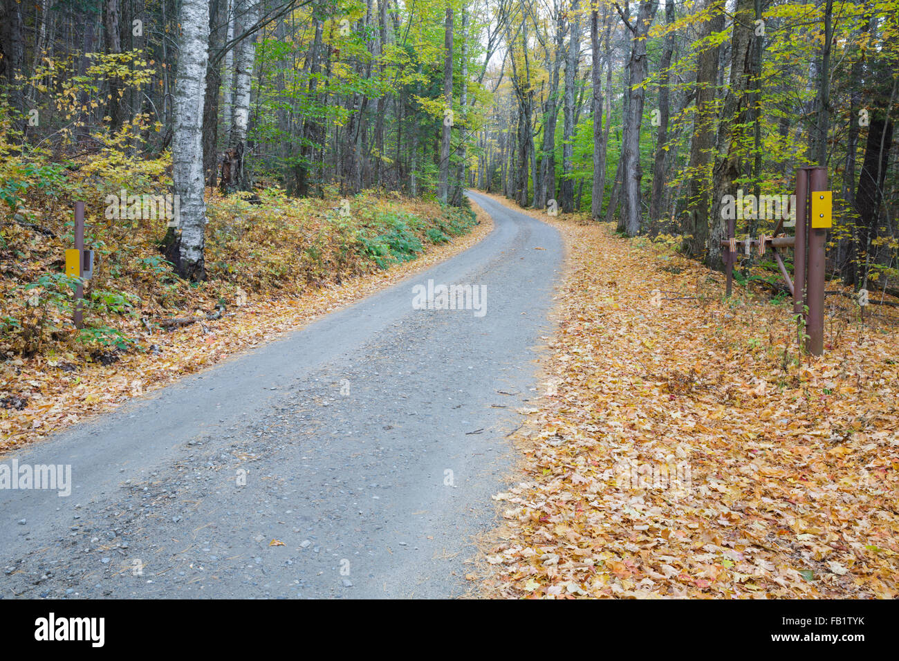 Leaf drop along Long Pond Road (old North and South Road) in Benton