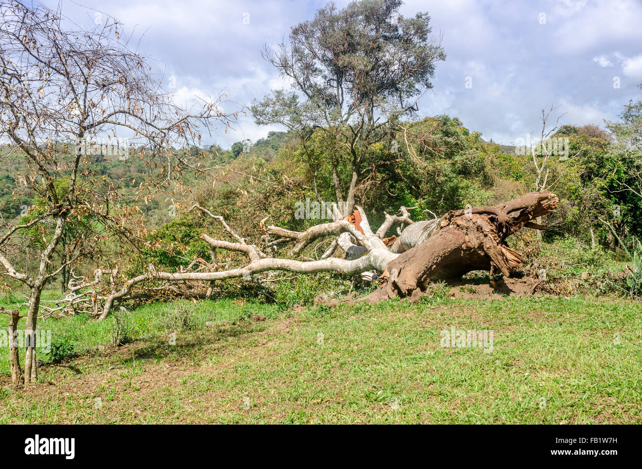 Fallen tree after the hurricane Stock Photo - Alamy
