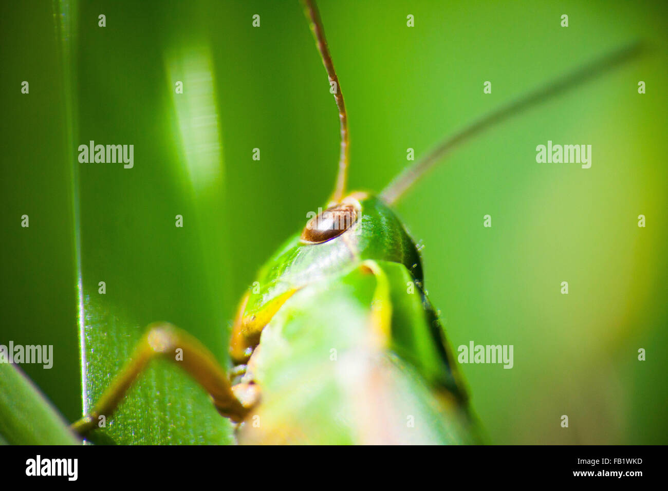 A macro photo of a green grasshopper about to feed on a leave Stock Photo