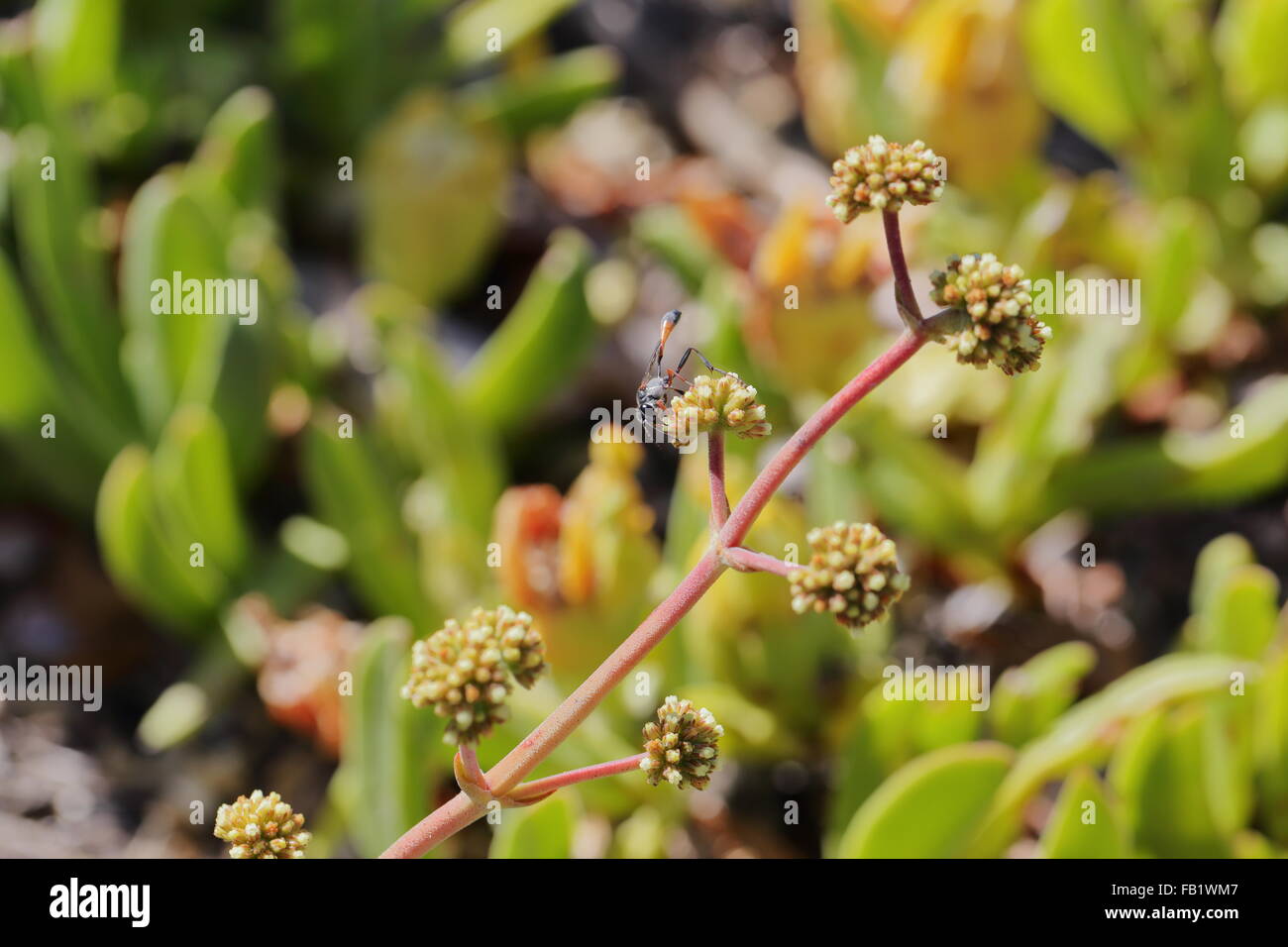 Wasp on the inflorescence of crassula species Stock Photo