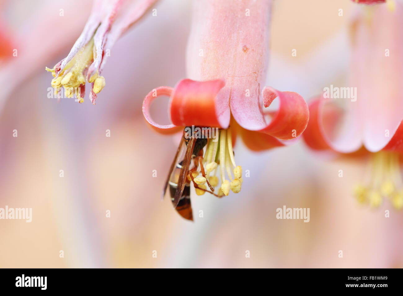 Flowers of cotyledon orbiculata (pig's ear) being pollinated by a wasp