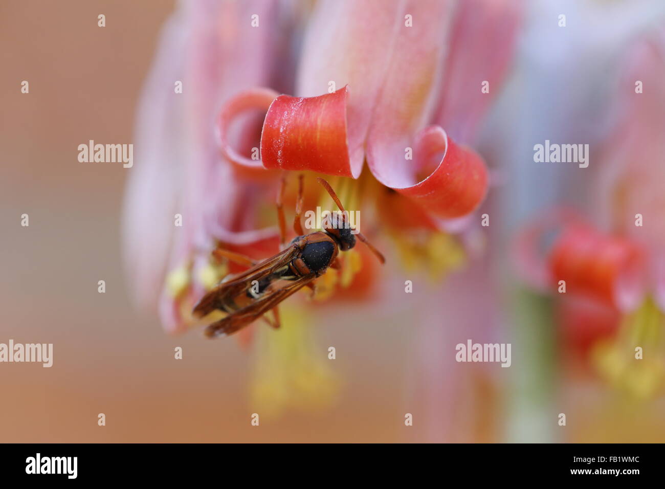 Flowers of cotyledon orbiculata (pig's ear) being pollinated by a wasp