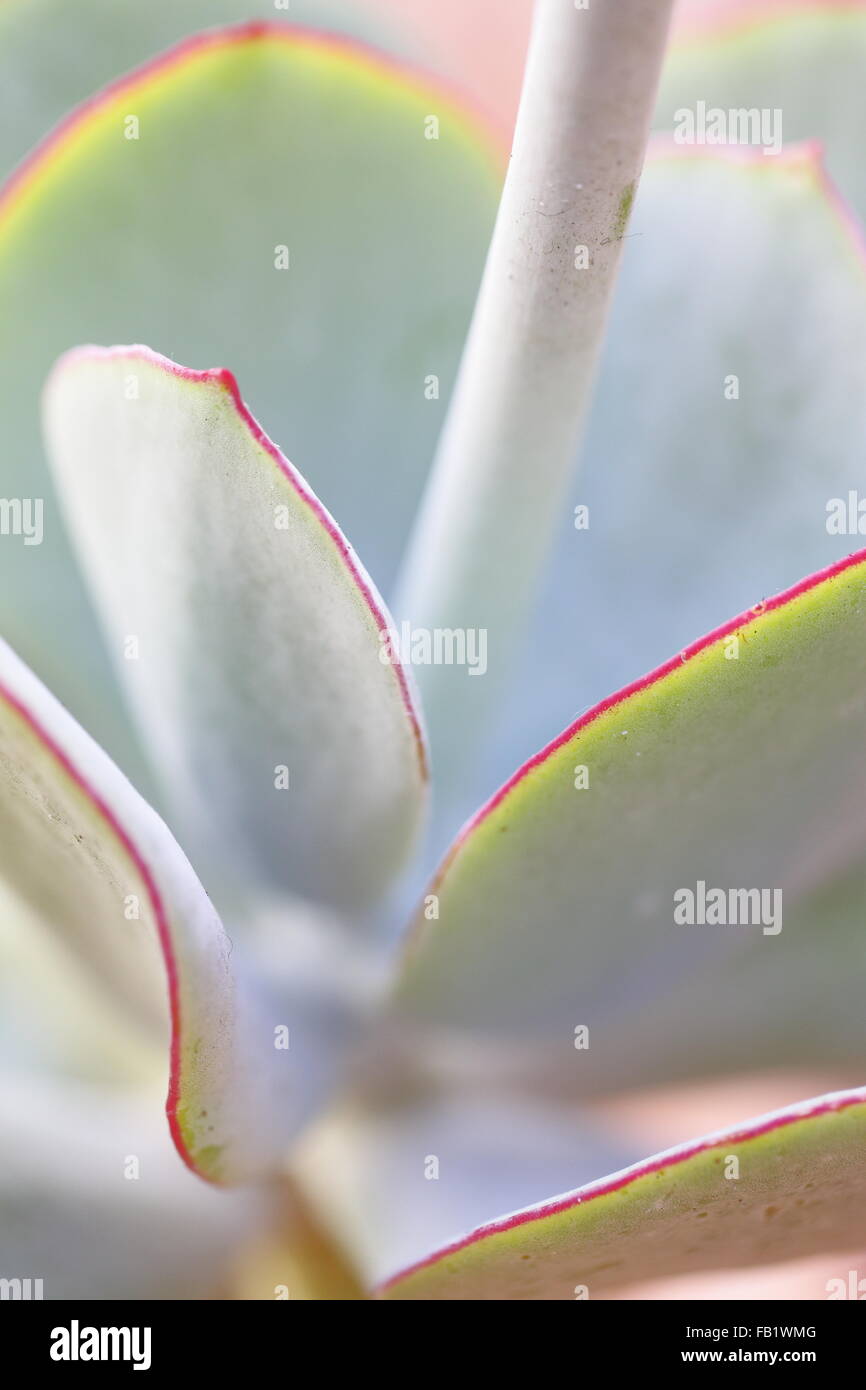 Close up of the leaves of cotyledon orbiculata (plakkies) Stock Photo