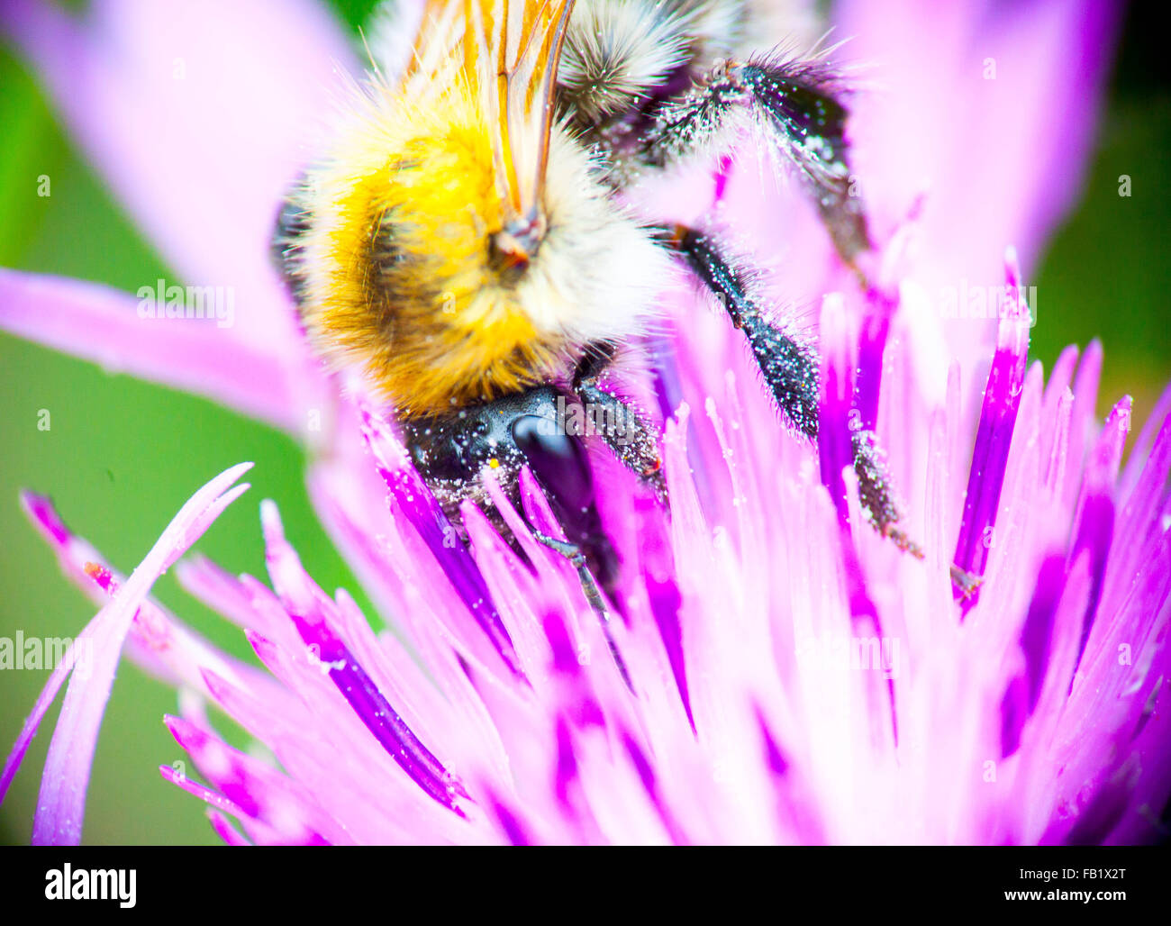 A macro photo of a bumble bee showing pollen on its body and legs Stock