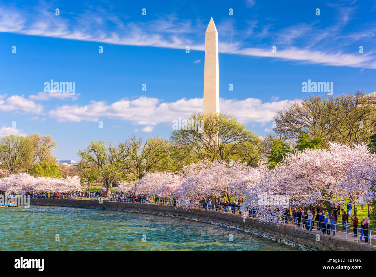 WASHINGTON DC - APRIL 10, 2015: Crowds walk below cherry trees and the Washington Monument during the spring festival. Stock Photo