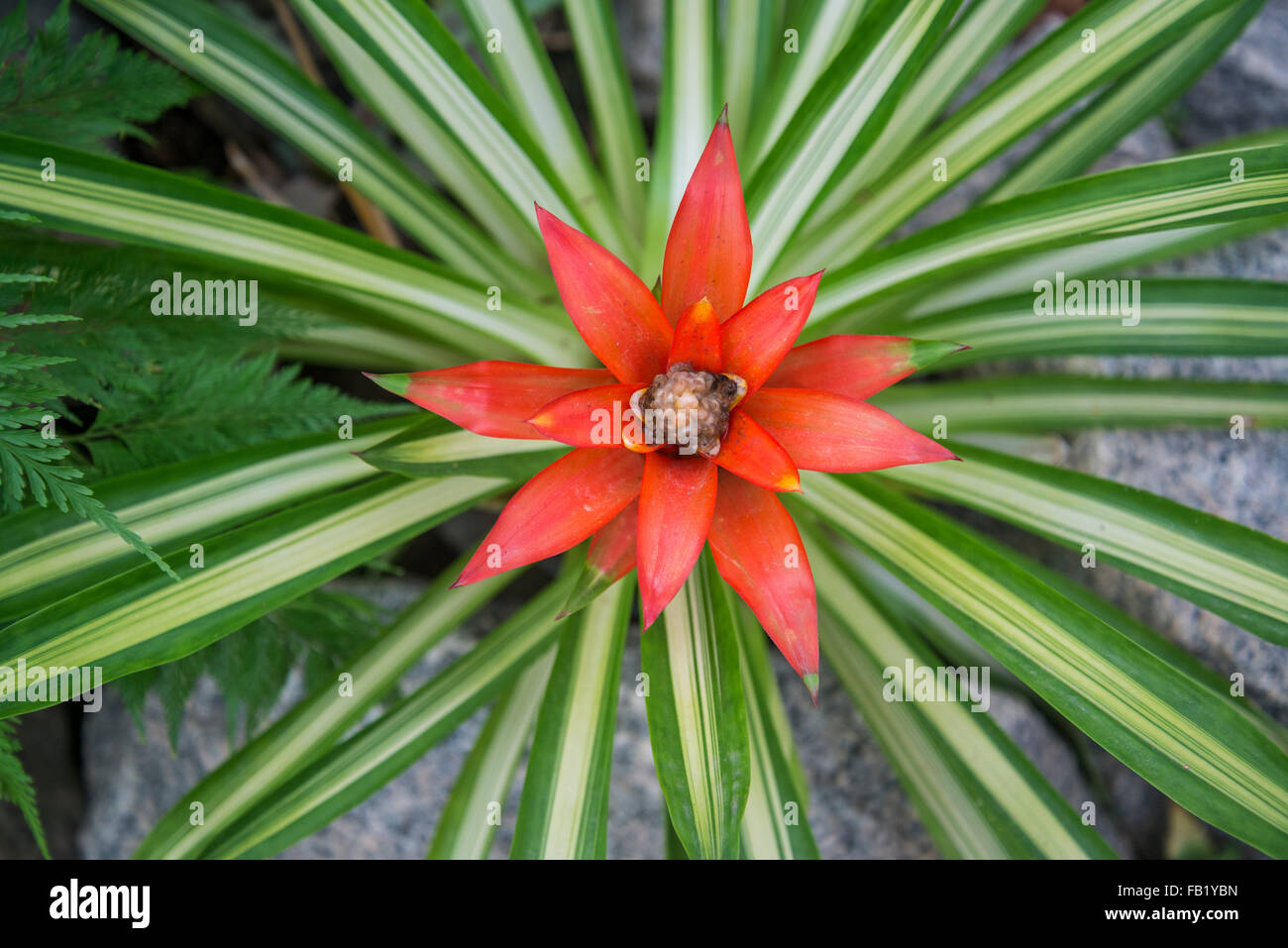 Bromeliad, Botanical Garden, Rio de Janeiro, Brazil Stock Photo