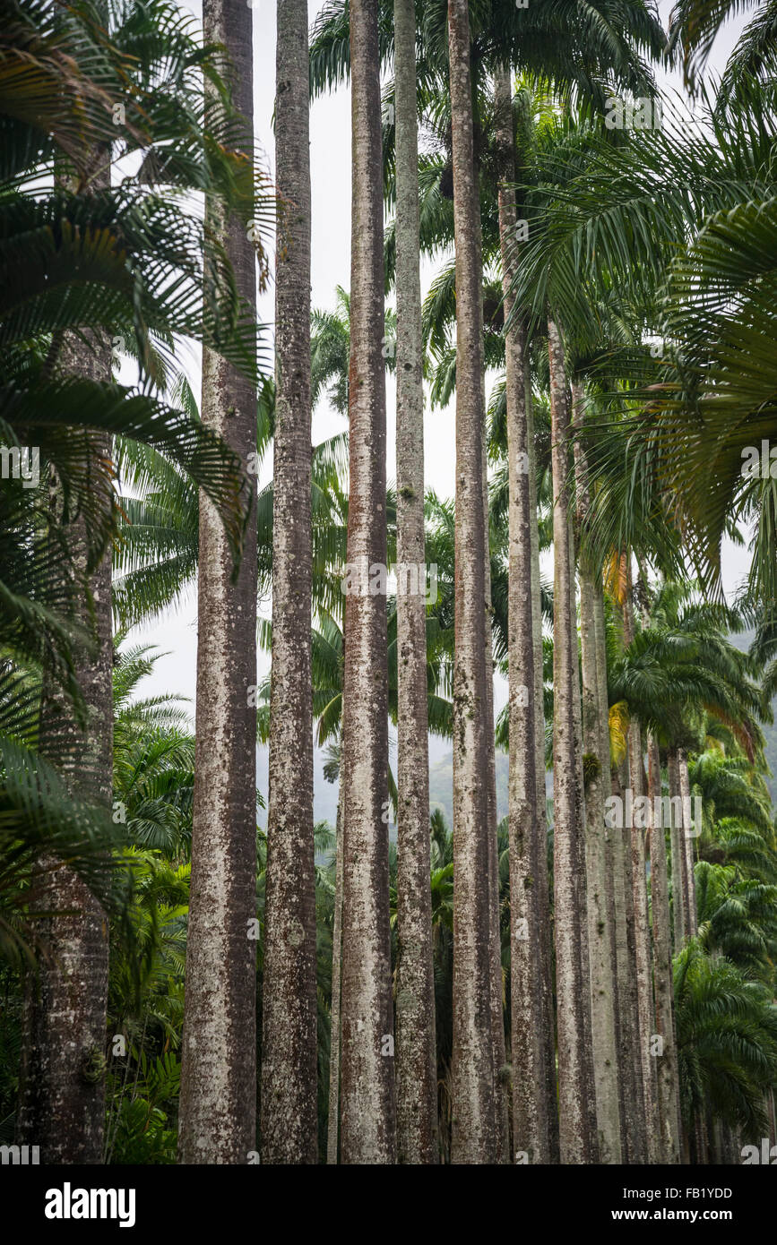 Botanical Garden, Row of palm trees, Rio de Janeiro, Brazil Stock Photo