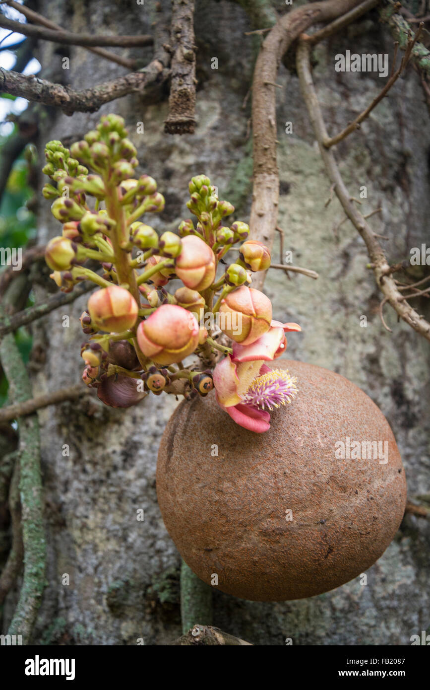 Cannonball Tree Flower High Resolution Stock Photography and Images - Alamy Cannonball Tree Flower High Resolution Stock Photography and Images - Alamy