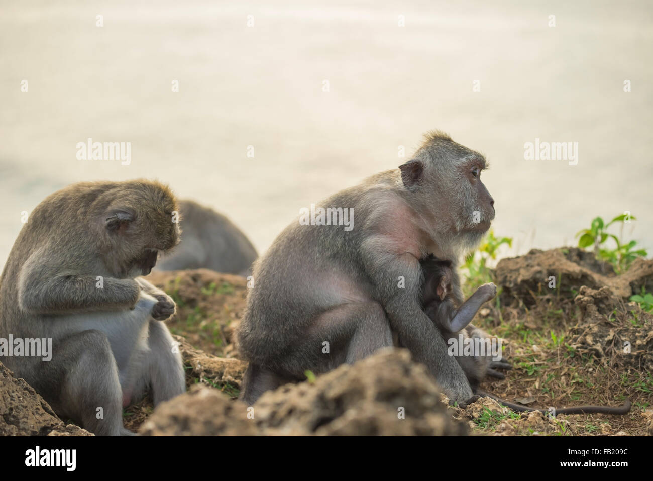Wild monkey family in their natural habitat close up, mom holding baby while looking at distance. Stock Photo