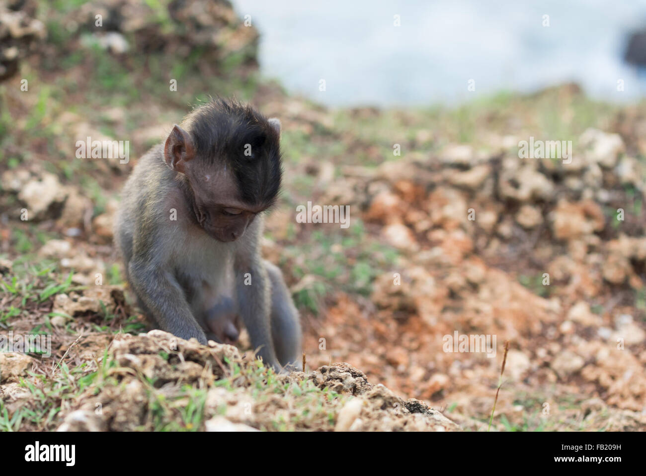 Wildlife scene, wild baby monkey alone in natural habitat with nature background. Stock Photo